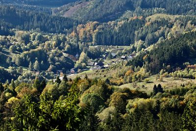 High angle view of trees growing in forest