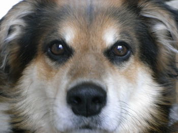 Close-up portrait of dog