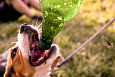 Close-up of a dog drinking water