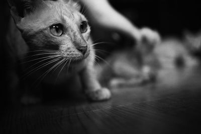 Close-up of cat looking away