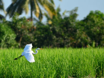 Bird flying over field against sky