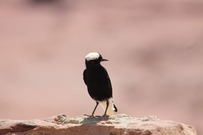 Close-up of bird perching on rock