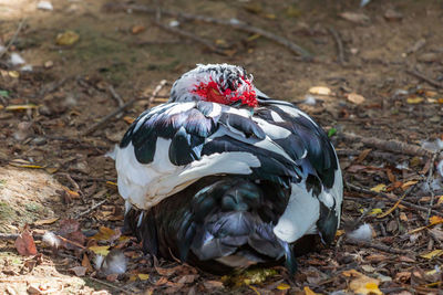 High angle view of a sleeping bird on land