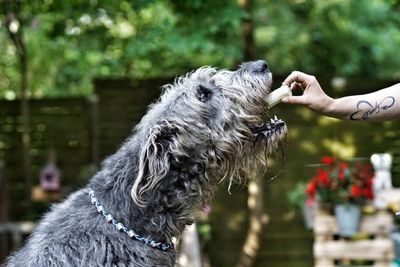 Close-up of hand feeding a dog outdoors