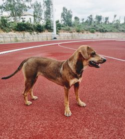 Dog looking away