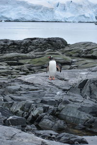 Seagull perching on rock by sea