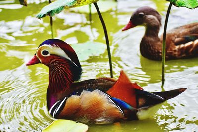 Close-up of duck swimming in lake