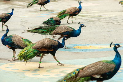 Close-up of bird