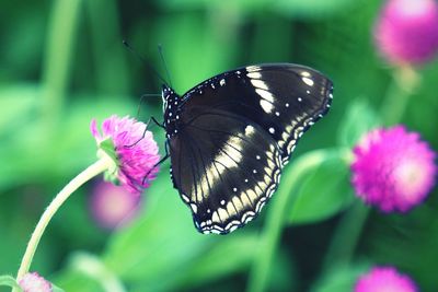 Close-up of butterfly pollinating on pink flower