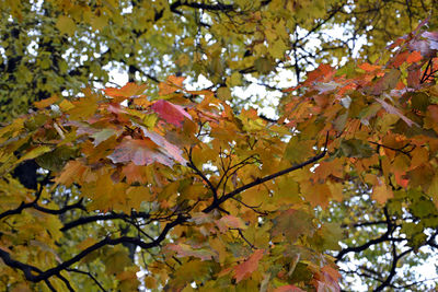 Low angle view of tree against sky during autumn