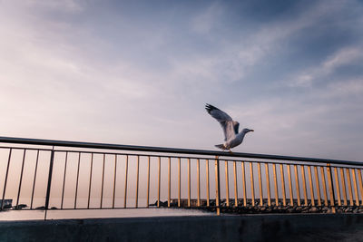 Seagull perching on railing