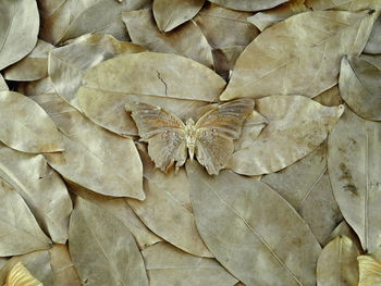 Full frame shot of dried leaves