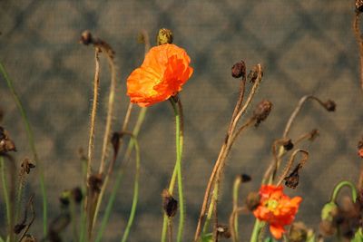 Close-up of orange poppy flowers