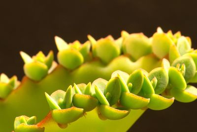 Close-up of succulent plant against black background