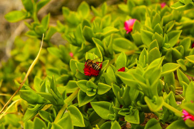 Close-up of insect on plant