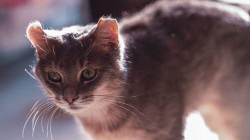 Close-up portrait of a cat