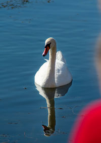 Swan swimming in lake