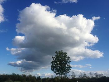 Low angle view of trees against sky