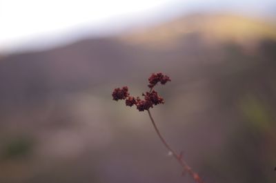 Close up of red flower