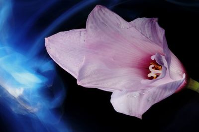 Close-up of pink rose flower