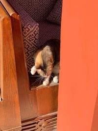 Close-up of cat sleeping on wall