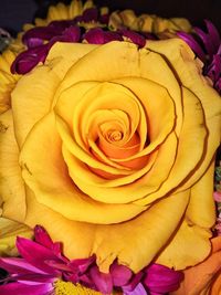 Close-up of yellow rose