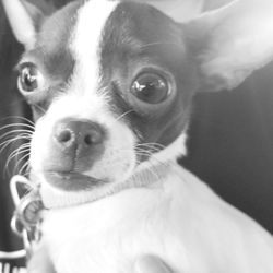 Close-up portrait of a puppy