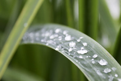 Close-up of water drops on leaf