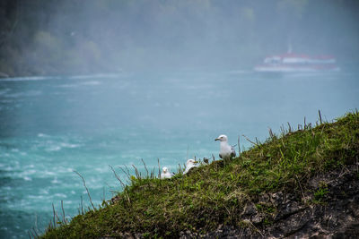 Cute seagulls on the shore at niagara falls