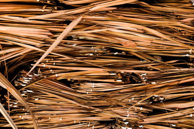 Full frame shot of dry plants