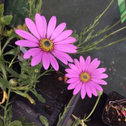 High angle view of pink cosmos flower