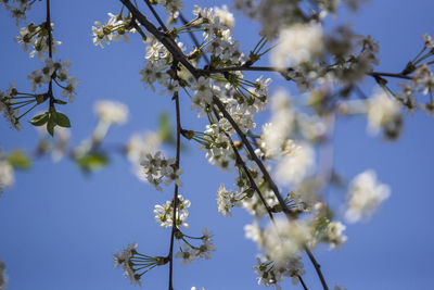 Low angle view of flowering plant against sky