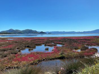 Scenic view of lake against clear blue sky