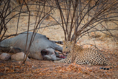 View of a leopard on ground