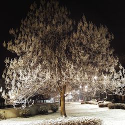 Trees against sky at night