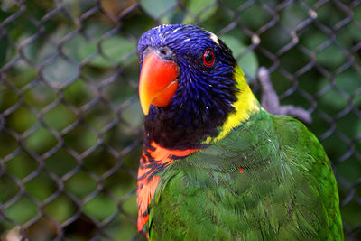 Close-up of parrot perching on chainlink fence