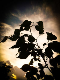 Low angle view of trees against sky