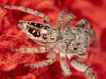 Close-up of an insect