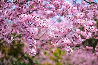 Close-up of pink flowers on branch