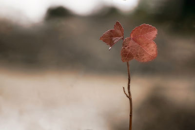 Close-up of dry plant
