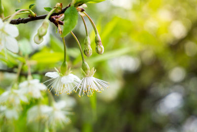 Close-up of white flowers blooming on branch