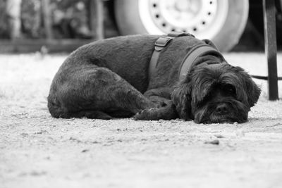 Close-up of dog relaxing