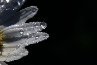 Close-up of wet flower against black background