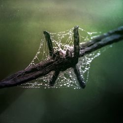 Close-up of spider on web