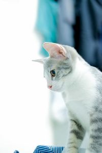 Close-up of a cat looking away