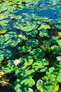 High angle view of lily pads in lake