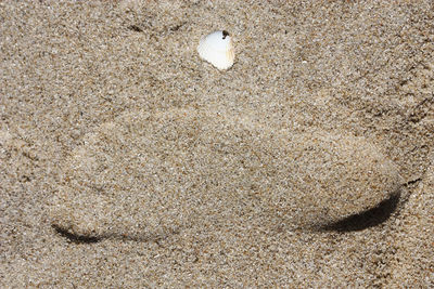 Close-up of bird on sand