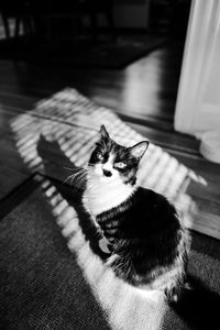 Close-up of cat sitting on floor