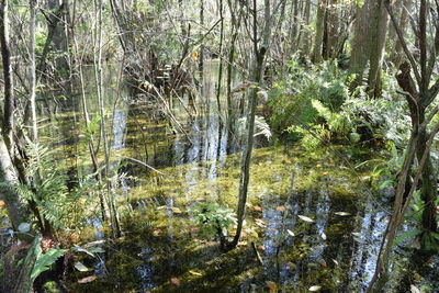 Scenic view of lake in forest