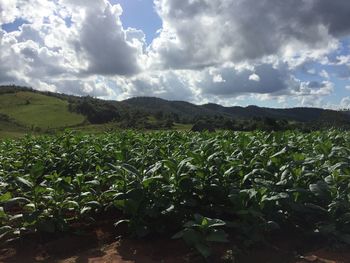 Scenic view of agricultural field against sky